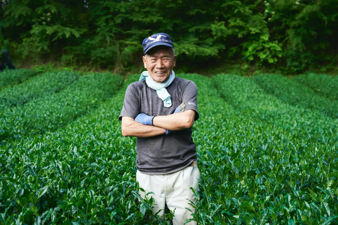 Shizuoka tea and making Fuka-iri