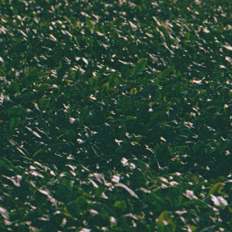 hosaku hojicha green tea leaves